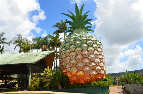 The Big Pineapple | Woombye | Big Things Of Australia