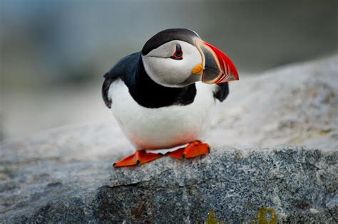 Puffin Wallpaper (71+ images)