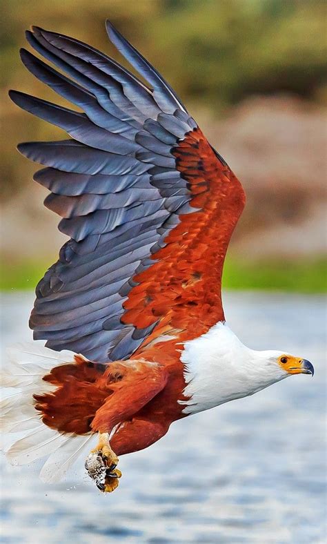 Pigargo vocinglero - African Fish-Eagle - Schreiseeadler - Pygargue ...