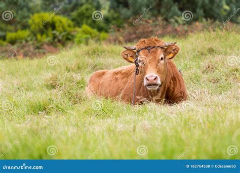 View on Cow Limousine Breed Stock Photo - Image of limousine, breed ...