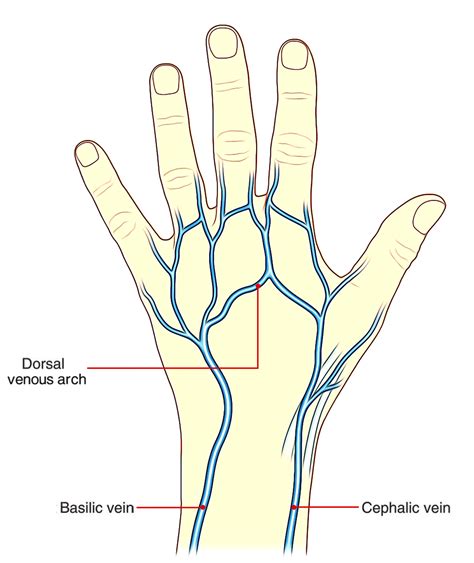 dorsum of hand - Besko - DaftSex HD