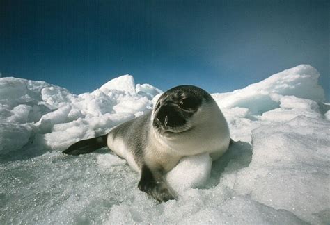 Hooded seal | Arctic Species, Mating Habits & Conservation | Britannica