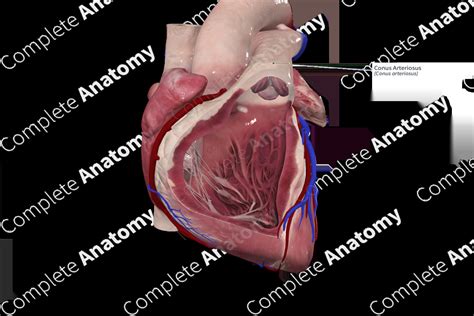 Conus Arteriosus | Complete Anatomy