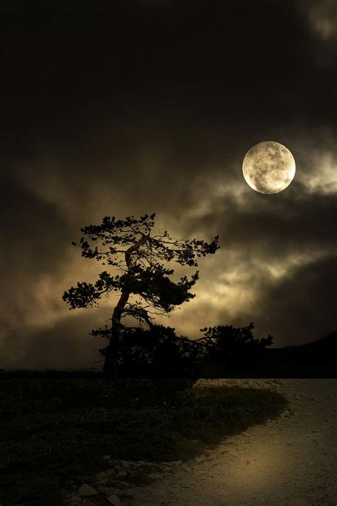 2560x800px | free download | HD wallpaper: Night, Tree, Moon, Road ...