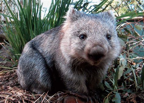 The Critically Endangered Species File: Northern Hairy-nosed Wombat ...