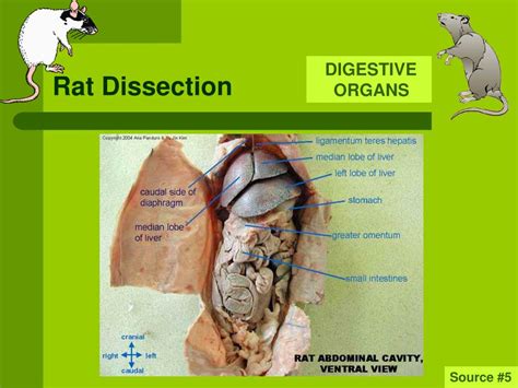 Rat Dissection Anatomy Quiz