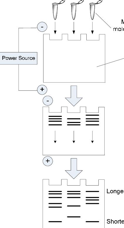 13: Polyacrylamide gel electrophoresis. | Download Scientific Diagram