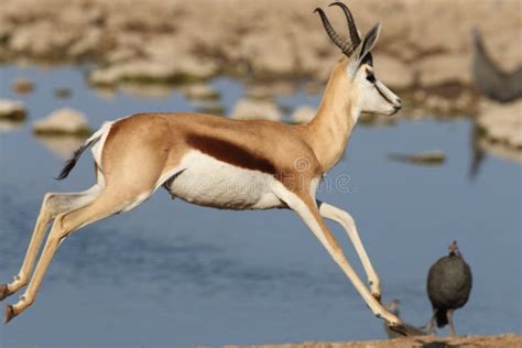 Herd Gazelle Moving Stock Photos - Free & Royalty-Free Stock Photos ...