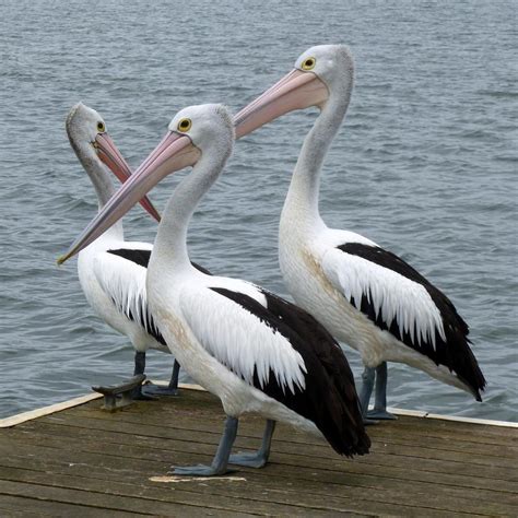 5 Interesting Facts About Pelicans | Birds | Images