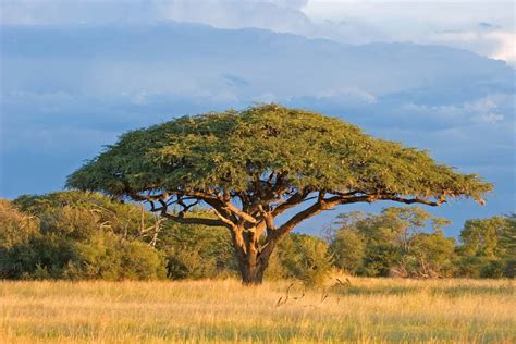 Acacia | Description, Major Species, & Facts | Acacia tree, Fast ...