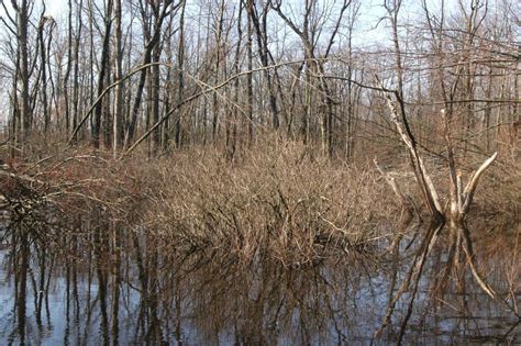 For Adults 50+: The Swamp in the Winter, Blacklick Woods Nature Center ...