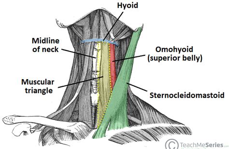 Anterior Triangle of the Neck - Subdivisions - TeachMeAnatomy