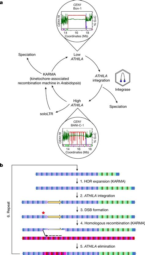 Exploring the centromere and its function within the formation of ...