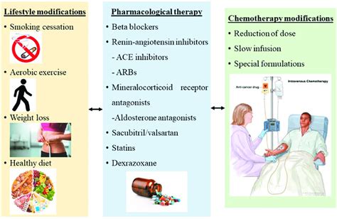 Cardioprotective strategies against chemotherapy cardiotoxicity in ...