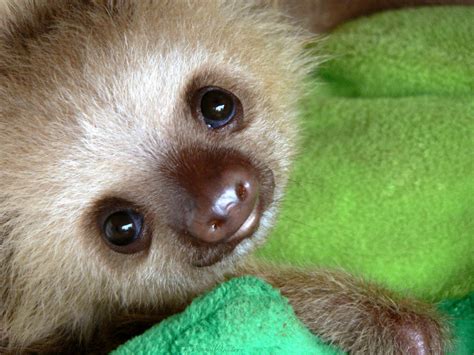 Meet the Sloths on Costa Rica’s Caribbean Coast | Repeating Islands