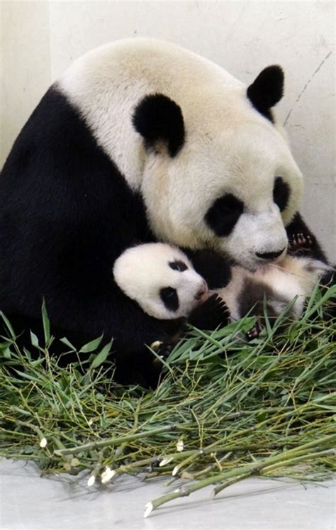 Adelaide Zoo’s giant pandas fail to breed | South China Morning Post