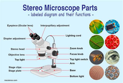 Parts Of Dissecting Microscope