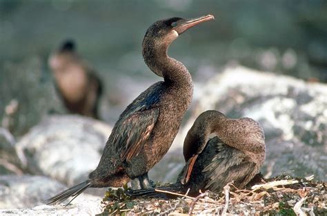 Flightless cormorant - Phalacrocorax harrisi, Galapagos Pictures and ...