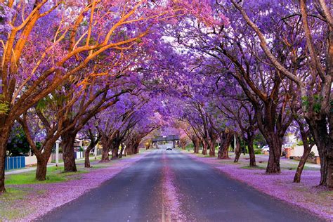 Grafton Jacaranda Festival