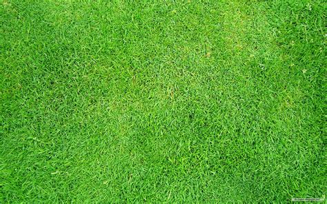 Grass Wallpaper - WallpaperSafari