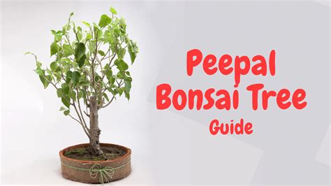 How To Grow And Care For Peepal Bonsai Tree