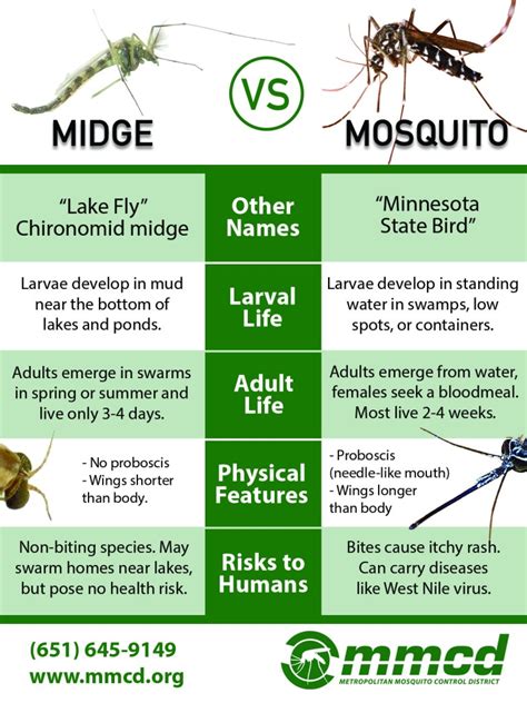 Mosquitoes vs. Midges: What's Bugging You? - Metropolitan Mosquito ...