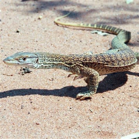 Sand goanna | Uluru-Kata Tjuta National Park