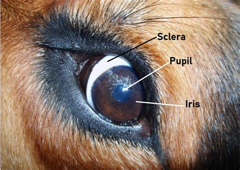 Whale Eye in Dogs: Why Dogs Show the White of Their Eyes - PetHelpful