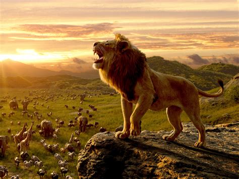 Wallpaper the lion king, king of jungle, movie 2019, simba desktop ...