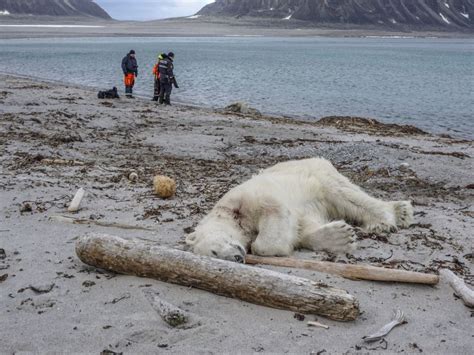 Polar bears do not outnumber people in Svalbard and the backlash ...