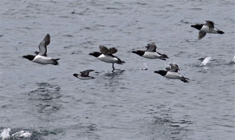 Ancient Murrelet - Seal Island National Wildlife Refuge by Keenan ...