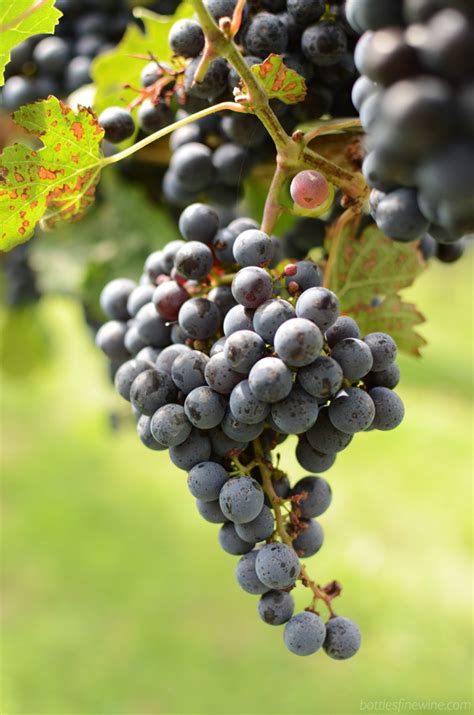 Newport Vineyards Tour - Rhode Island Wineries - Drink | A Wine, Beer ...