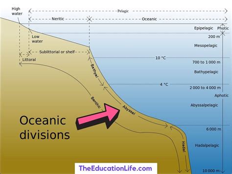 What is Abyssal Zone - Plants, Animals and Facts - The Education