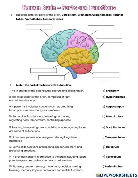 Human Brain - Parts and Functions worksheet Nurse Study Notes, Nursing ...