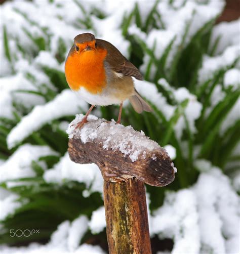 Robin in snow | Robin, Robin bird, Winter garden