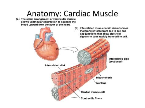 Cardiac Muscle Diagram Pdf