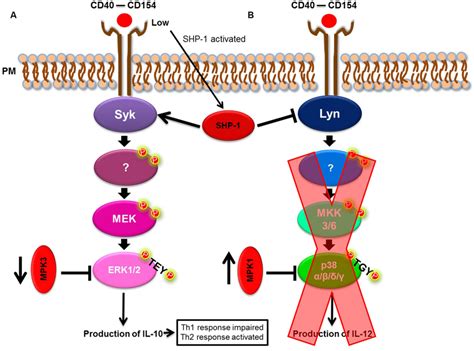 Simplified MAPK signaling pathways. (A) ERK1/2 pathway. (B) p38 α, β ...