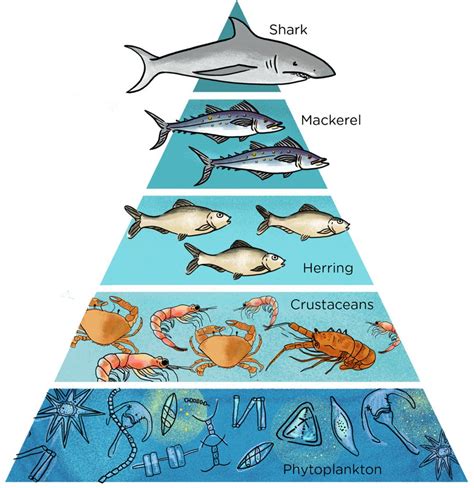 Rantai Makanan di Laut - Organisme, Contoh Penjelasan