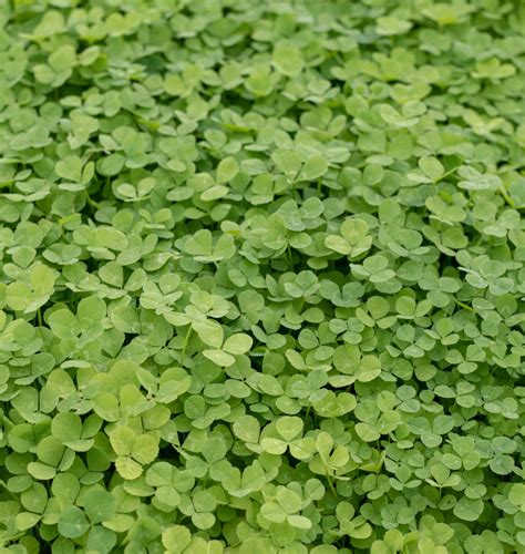 Micro Clover Seeds for Lawn Replacement – West Coast Seeds