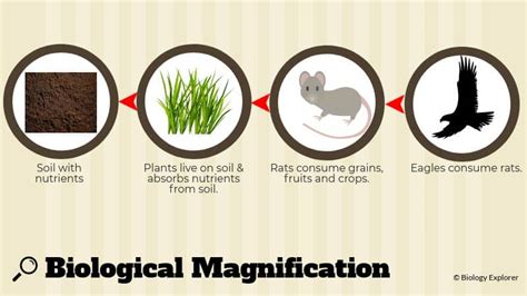 Biological Magnification | Biomagnification | Causes | Fun Facts