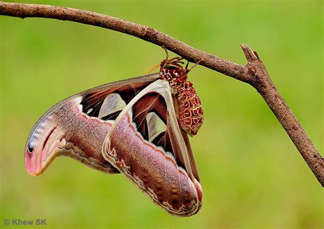 Butterflies of Singapore: The Atlas Moth Chronicles - Episode 2