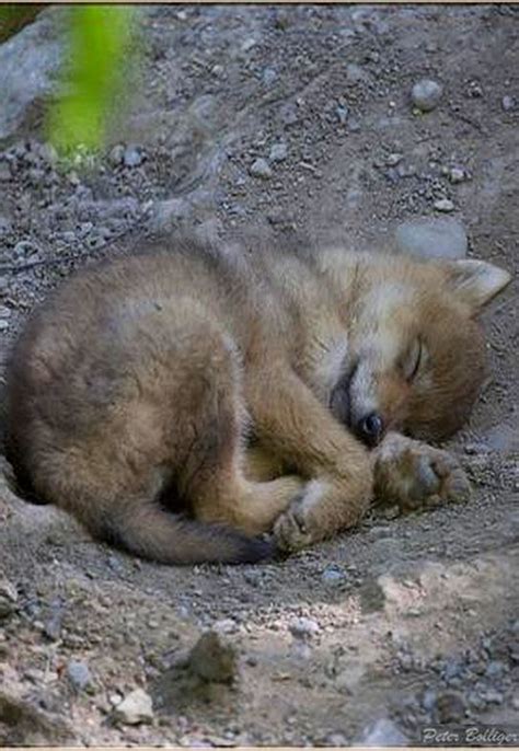 Wolf puppy sleeping | Wolf puppy, Sleeping puppies, Wolf dog