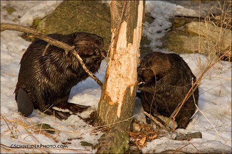 Photo :: Beavers