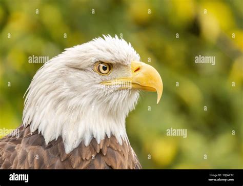 Bald eagle close up Stock Photo - Alamy