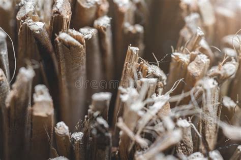 Wooden Sticks Details Texture Background Stock Photo - Image of eyes ...