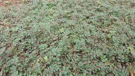 Spurge Weed Identification [How to Kill Spurge in Your Lawn]