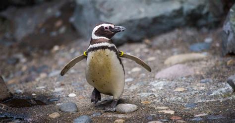 13 Best Penguin Experiences for Penguin Awareness Day – Trips To Discover