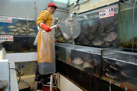 Buy a Live Fish in Oakland Chinatown for a Traditional Chinese New Year ...