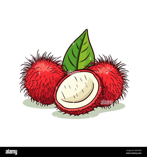 Rambutan. Rambutan hand-drawn illustration. Vector doodle style cartoon ...