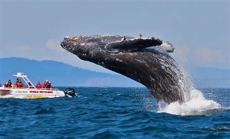 Mirissa Whale Watching Tour by Mahaweli tours & Holidays